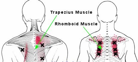 shoulder blade muscles