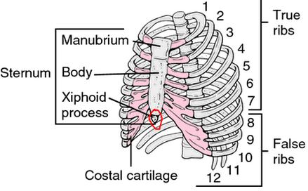 sternum parts, location, true and false ribs