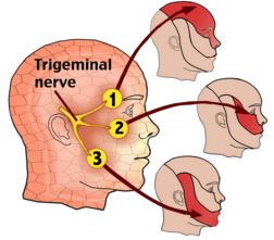 Anatomy of Trigeminal nerve