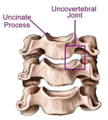 Uncovertebral Joint