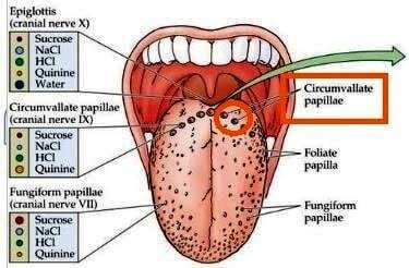 Circumvallate papillae