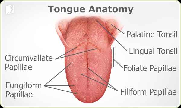 tongue anatomy