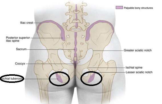 Ischial tuberosity surface anatomy in position to human body