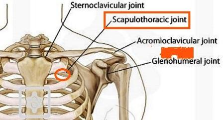 Scapulothoracic Joint