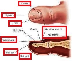Anatomy-of-nail
