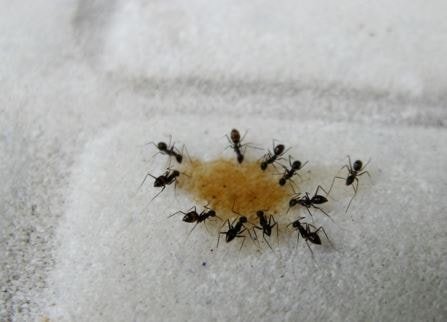 Sugar Ants