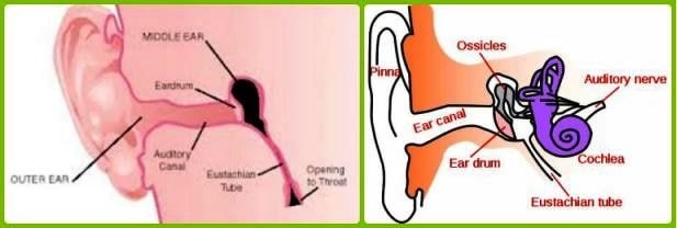 ear anatomy clogged ears picture