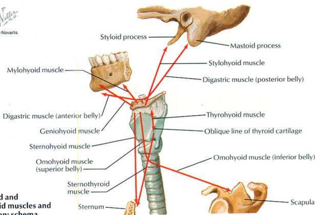 hyoid bone anatomy and related structures