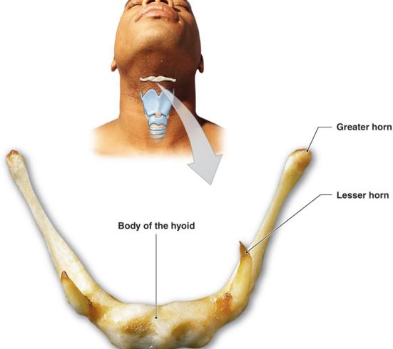 hyoid bone location and parts