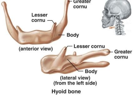 hyoid  bone parts