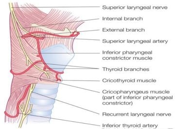 laryngeal nerve