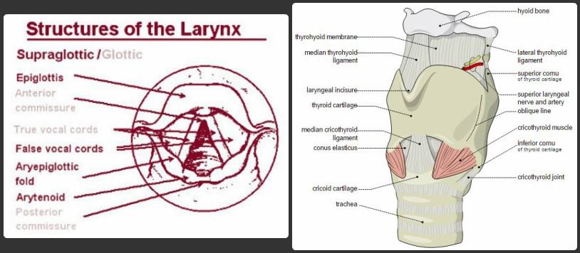 larynx cartilage related structures