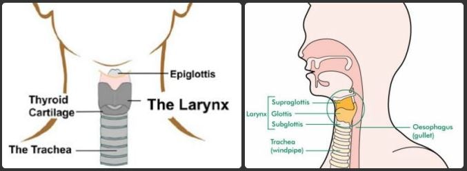 larynx location