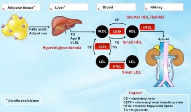 lipids fat metabolism