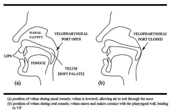 oral and nasal sounds physiology