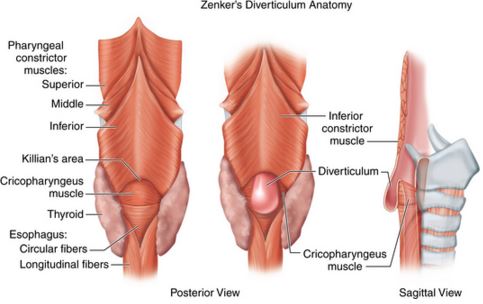 pharyngeal pouches anatomy