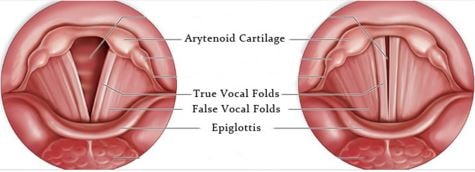 vocal folds vocal cord nodules