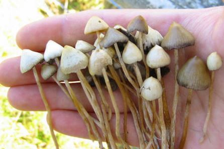 How Long do Shrooms Stay in Your System, Urine Blood Test