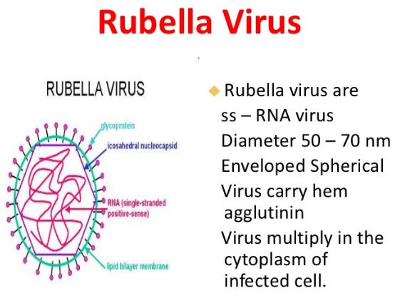 rubella-virus-picture-structure