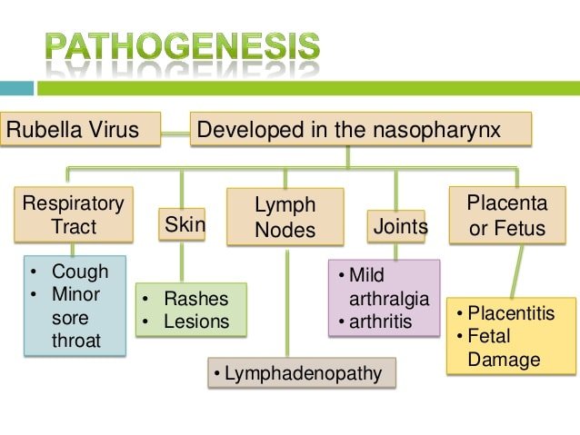 rubella-german-measles-pathogenesis