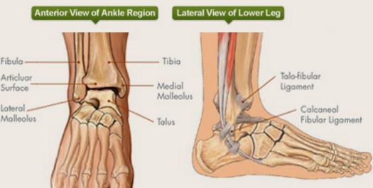 ankle-anatomy-lateral-anterior-view
