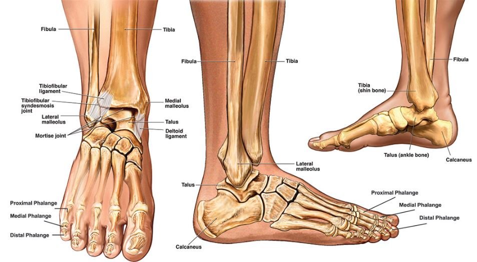 Ankle Anatomy - Sprain, Clinical Anatomy, Fracture, Radiology, X-Ray