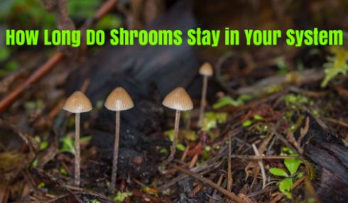 How Long Does Shrooms Stay in System