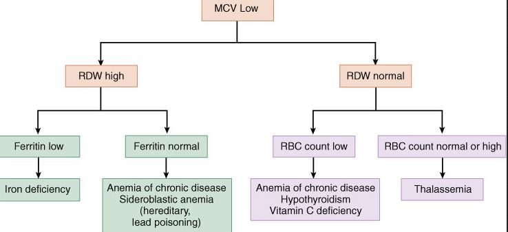 Low MCV Differential Diagnosis