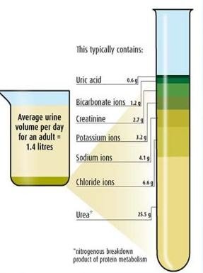 Urinalysis NOrmal Levels