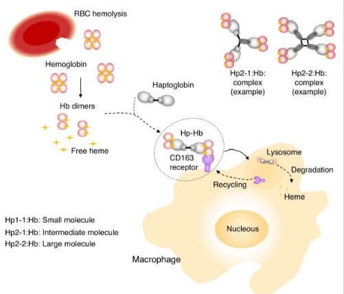 Haptoglobin production