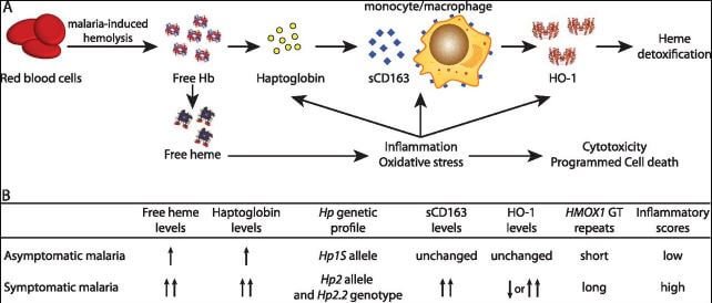 Haptoglobin test