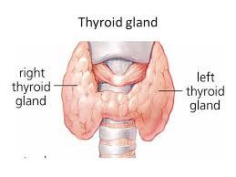 Enlarged Thyroid Location