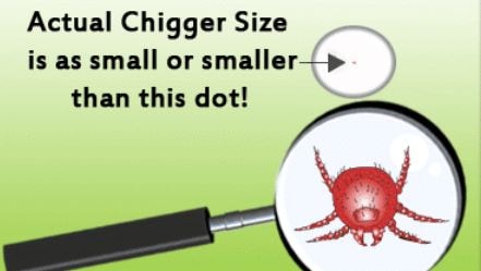 Chigger bites picture size