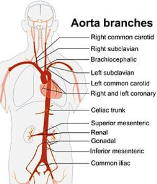 aorta and its branches
