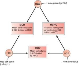 MCHC Blood Test - Low, High, Levels, Causes, Calculation, Management