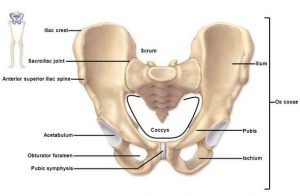 Anterior Superior Iliac Spine (ASIS) - Level, Muscle Attachments, Avulsion