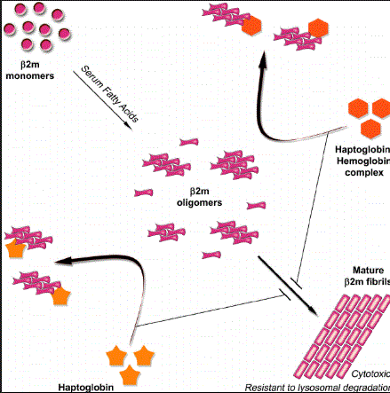 Haptoglobin 3